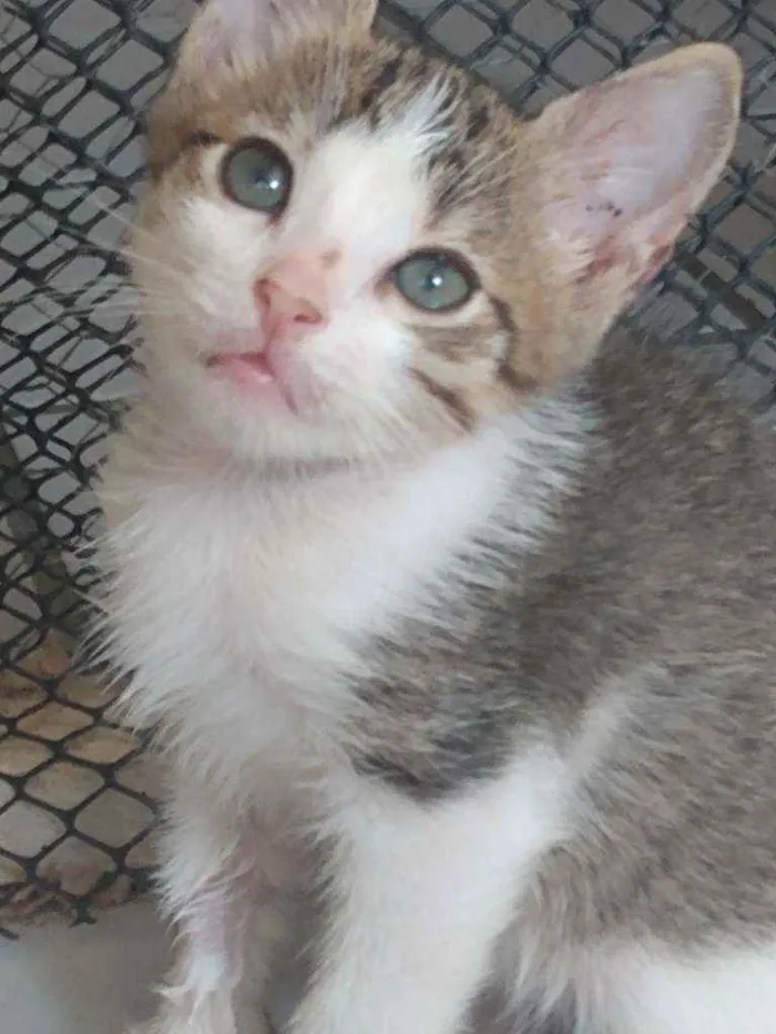Gato raça Srd idade Abaixo de 2 meses nome Riquinho