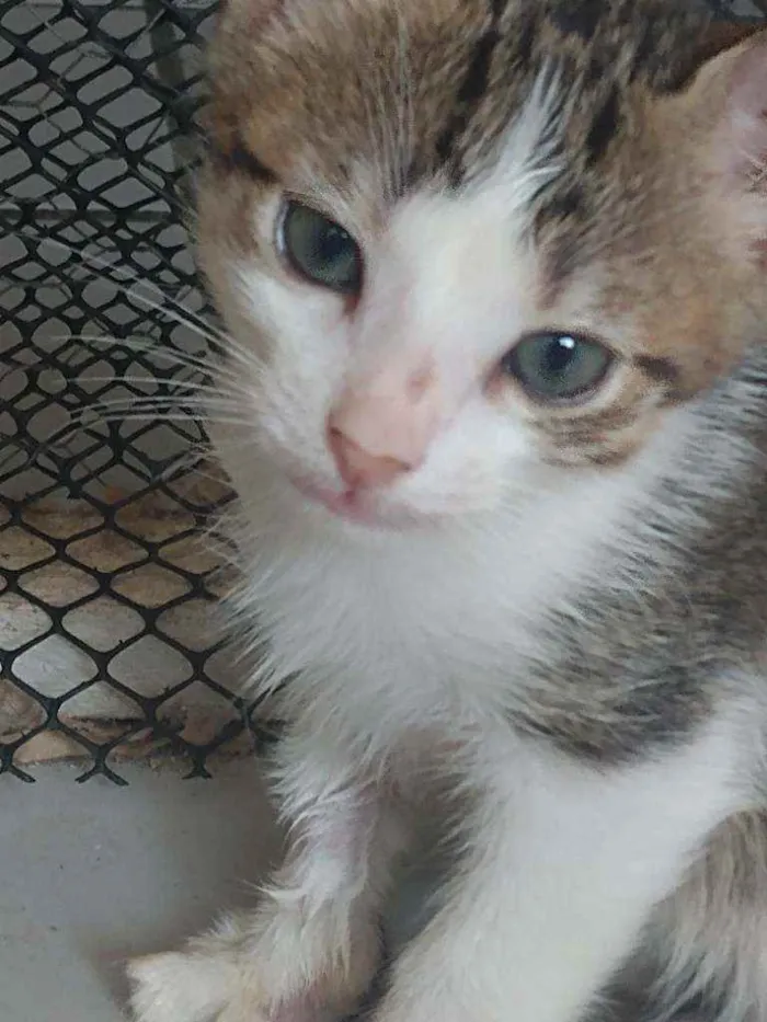 Gato raça Srd idade Abaixo de 2 meses nome Riquinho