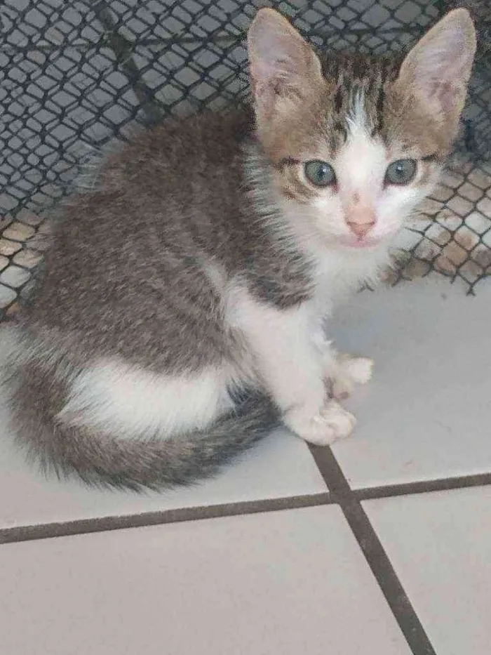 Gato raça Srd idade Abaixo de 2 meses nome Riquinho