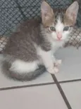 Riquinho