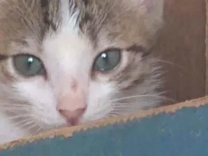 Gato raça Srd idade Abaixo de 2 meses nome Riquinho