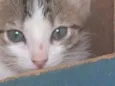 Riquinho