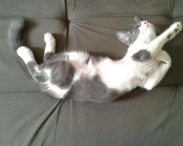 Gato ra a SRD idade 2 a 6 meses nome Eddie