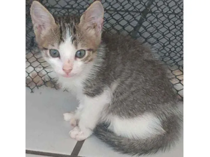 Gato raça Srd idade Abaixo de 2 meses nome Riquinho