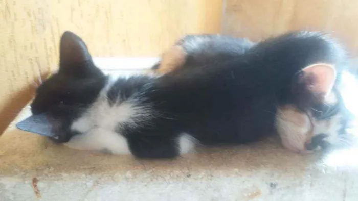 Gato ra a Mistura de himalaio idade Abaixo de 2 meses nome Gatinhos