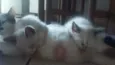 Gatinhos