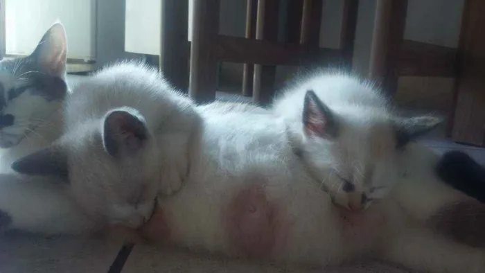 Gato ra a Mistura de himalaio idade Abaixo de 2 meses nome Gatinhos