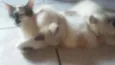 Gatinhos