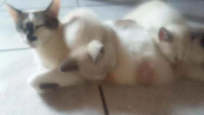 Gato ra a Mistura de himalaio idade Abaixo de 2 meses nome Gatinhos