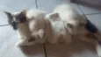 Gatinhos