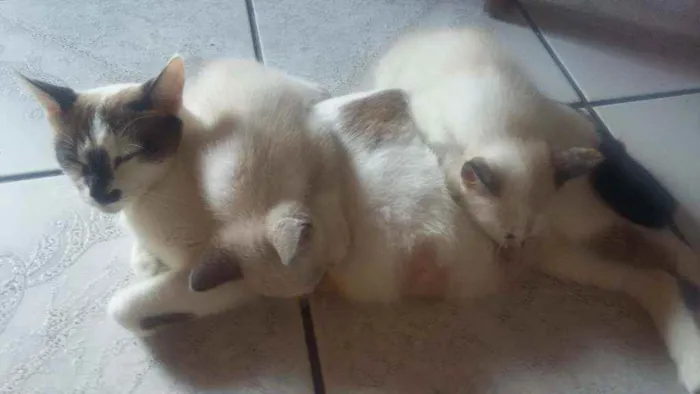 Gato ra a Mistura de himalaio idade Abaixo de 2 meses nome Gatinhos