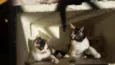 Gatinhos