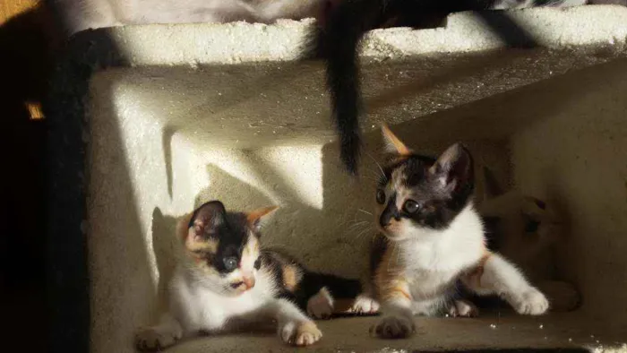 Gato ra a Mistura de himalaio idade Abaixo de 2 meses nome Gatinhos