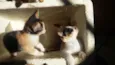 Gatinhos