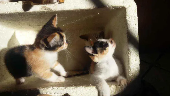 Gato ra a Mistura de himalaio idade Abaixo de 2 meses nome Gatinhos