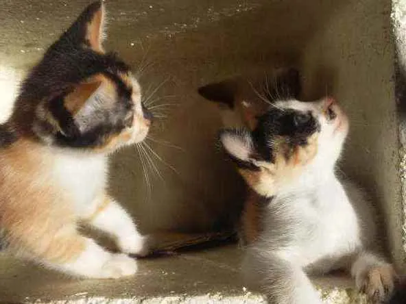 Gato ra a Mistura de himalaio idade Abaixo de 2 meses nome Gatinhos