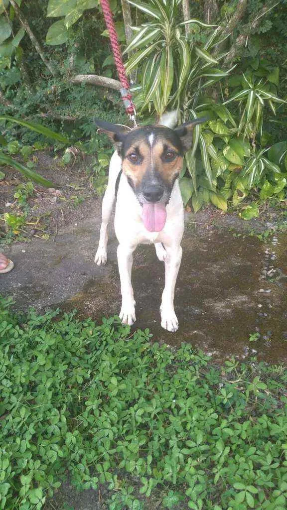 Cachorro ra a Fox paulistinha idade 1 ano nome Tobias