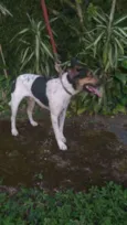 Tobias