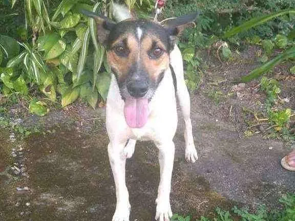 Cachorro ra a Fox paulistinha idade 1 ano nome Tobias