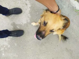 Cachorro raça Vira-lata  idade 7 a 11 meses nome Bucky
