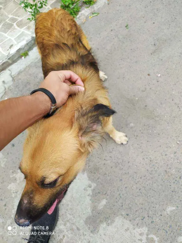 Cachorro raça Vira-lata  idade 7 a 11 meses nome Bucky
