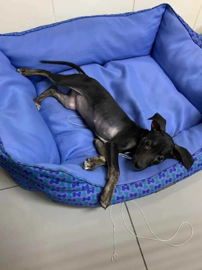Cachorro ra a Sem raça  idade 2 a 6 meses nome -