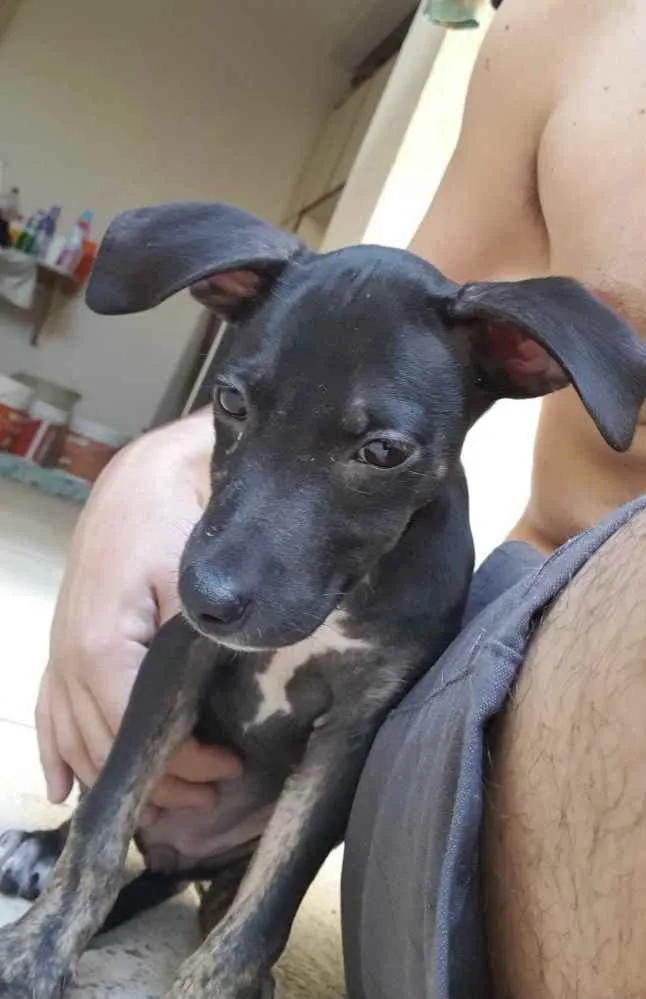 Cachorro ra a Sem raça  idade 2 a 6 meses nome -