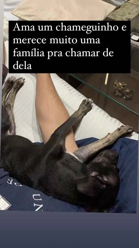 Cachorro ra a Sem raça  idade 2 a 6 meses nome -