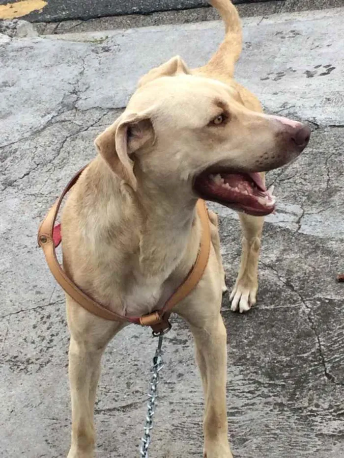 Cachorro raça Pitbull  idade 2 a 6 meses nome Horus