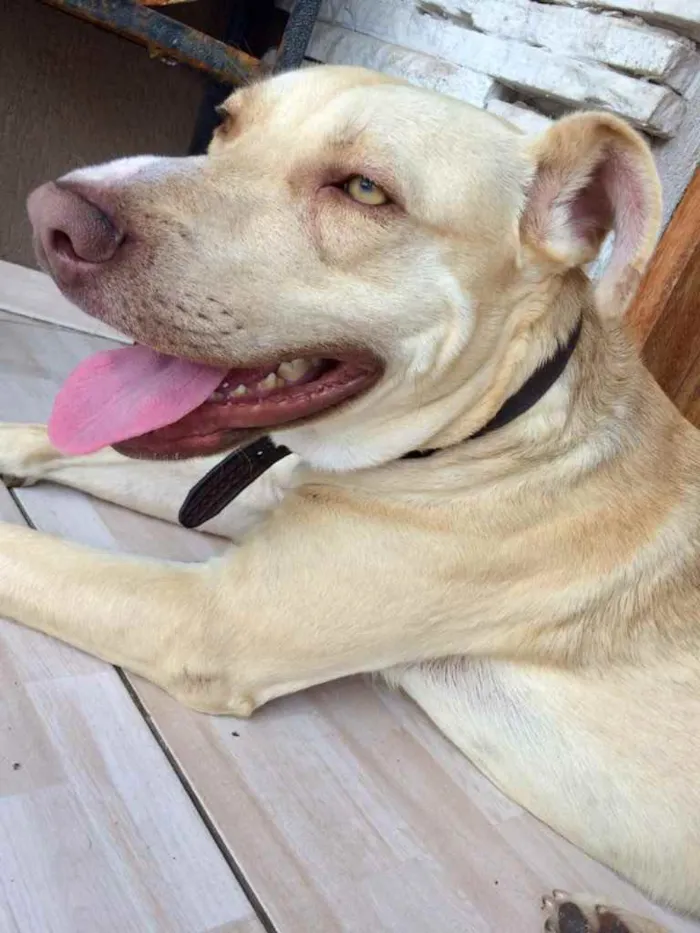 Cachorro raça Pitbull  idade 2 a 6 meses nome Horus