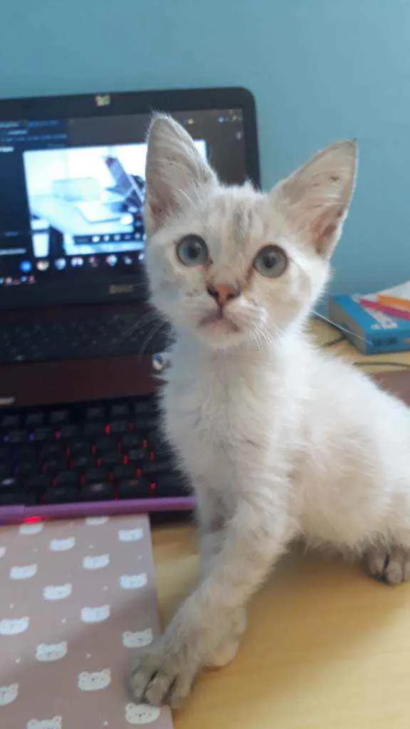 Gato raça vira-lata idade Abaixo de 2 meses nome Aza