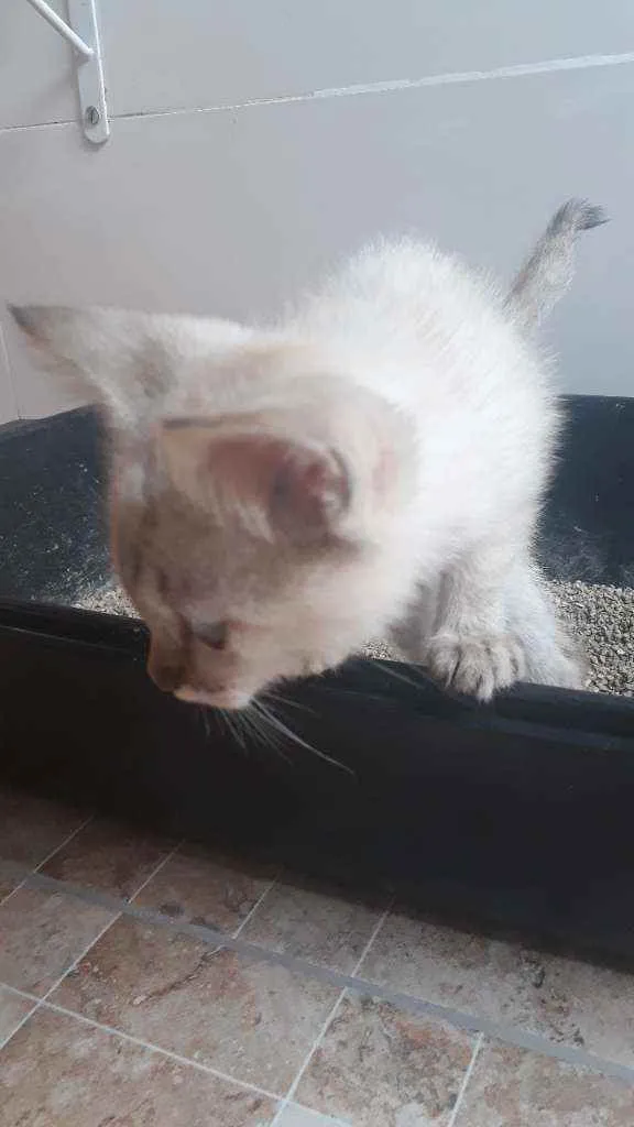 Gato raça vira-lata idade Abaixo de 2 meses nome Aza