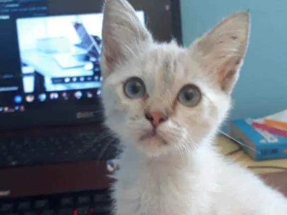 Gato raça vira-lata idade Abaixo de 2 meses nome Aza