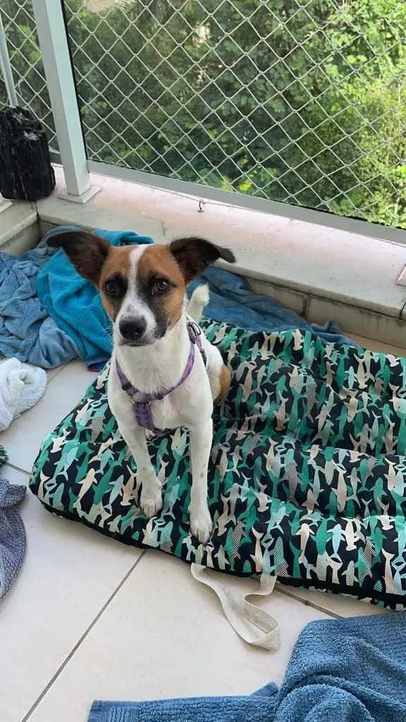 Cachorro ra a Vira lata idade 7 a 11 meses nome Cristal