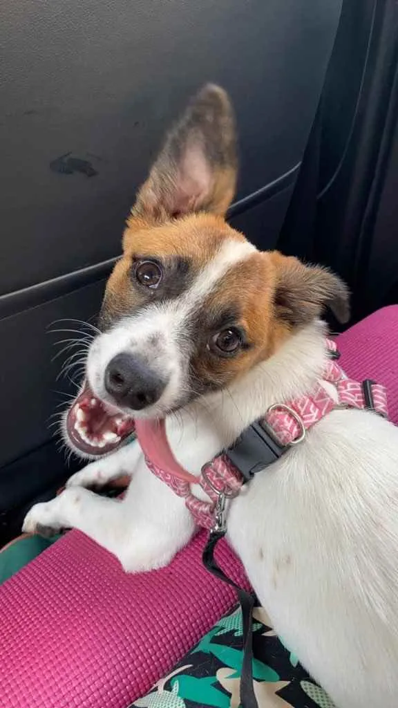Cachorro ra a Vira lata idade 7 a 11 meses nome Cristal