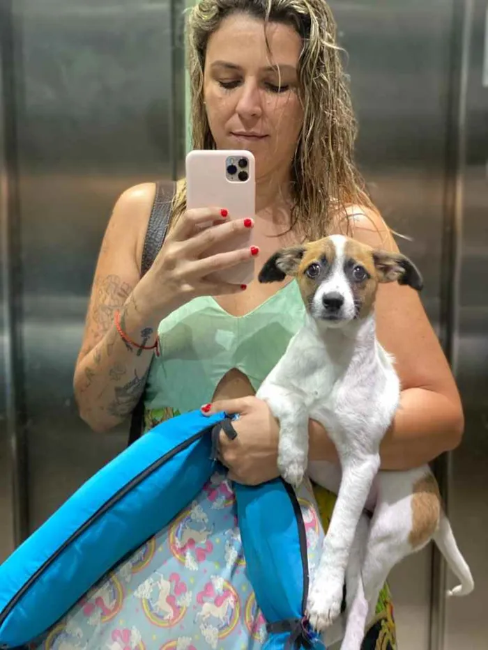 Cachorro ra a Vira lata idade 7 a 11 meses nome Cristal