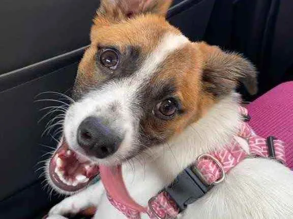 Cachorro ra a Vira lata idade 7 a 11 meses nome Cristal