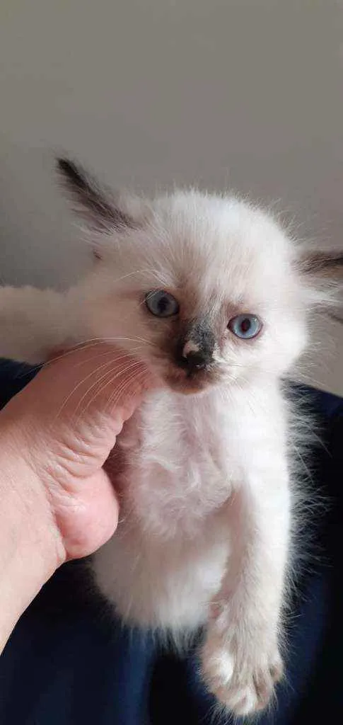 Gato ra a Vira-lata idade Abaixo de 2 meses nome Sem nome