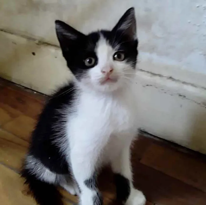 Gato raça Srd idade Abaixo de 2 meses nome Panda