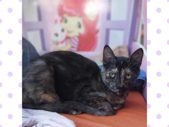 Gato ra a srd idade 7 a 11 meses nome KOLA