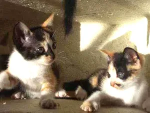 Gato raça Mistura de himalaio idade Abaixo de 2 meses nome Gatinhos