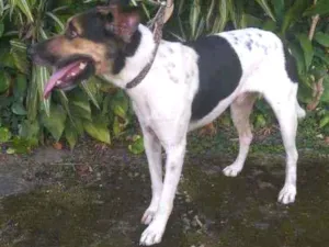 Cachorro raça Fox paulistinha idade 1 ano nome Tobias