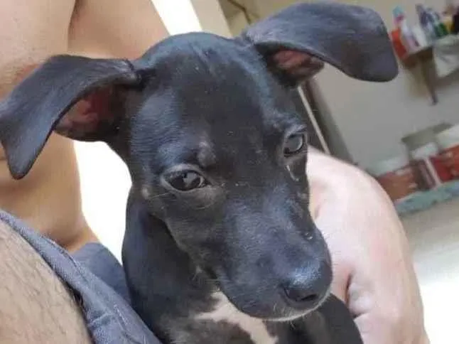 Cachorro ra a Sem raça  idade 2 a 6 meses nome -