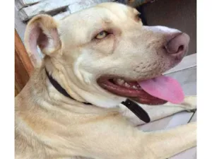 Cachorro raça Pitbull  idade 2 a 6 meses nome Horus