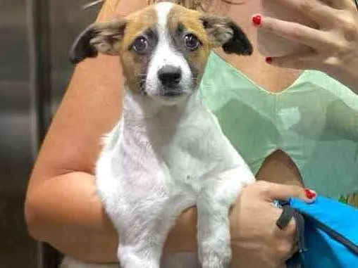 Cachorro ra a Vira lata idade 7 a 11 meses nome Cristal