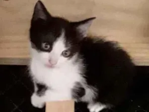 Gato raça Srd idade Abaixo de 2 meses nome Panda