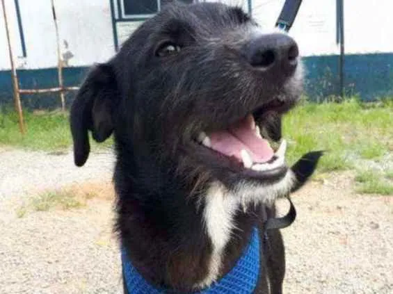 Cachorro raça Vira lata  idade 7 a 11 meses nome Lilica 