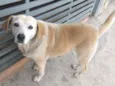 Cachorro raça SRD idade 6 ou mais anos nome Neguinha