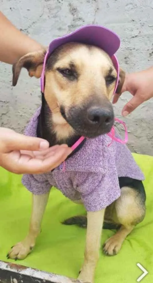 Cachorro raça Vira lata  idade 7 a 11 meses nome Flor 