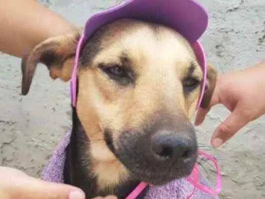 Cachorro raça Vira lata  idade 7 a 11 meses nome Flor 